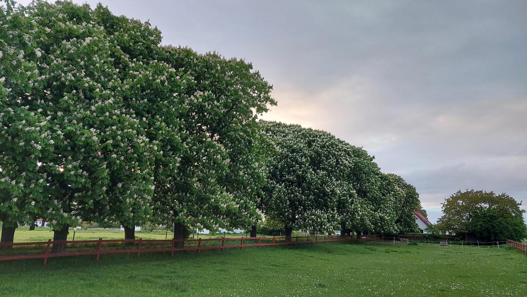 Lantligt Och Lugnt Boende Naera Natur Och Stad Svedala Extérieur photo